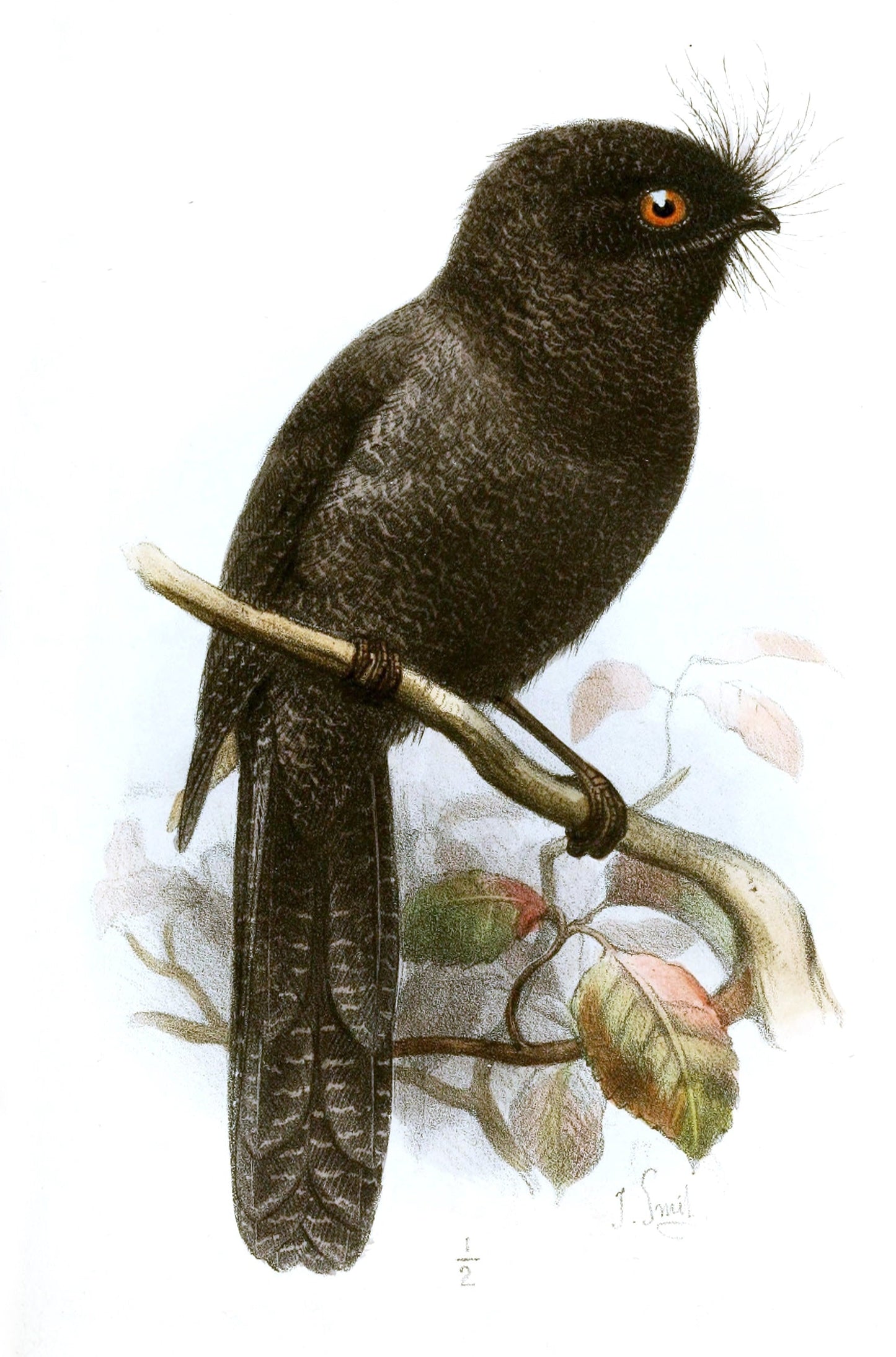 Extinct New Caledonian Owlet Glossy Poster Picture Photo Print Banner Booma Prints