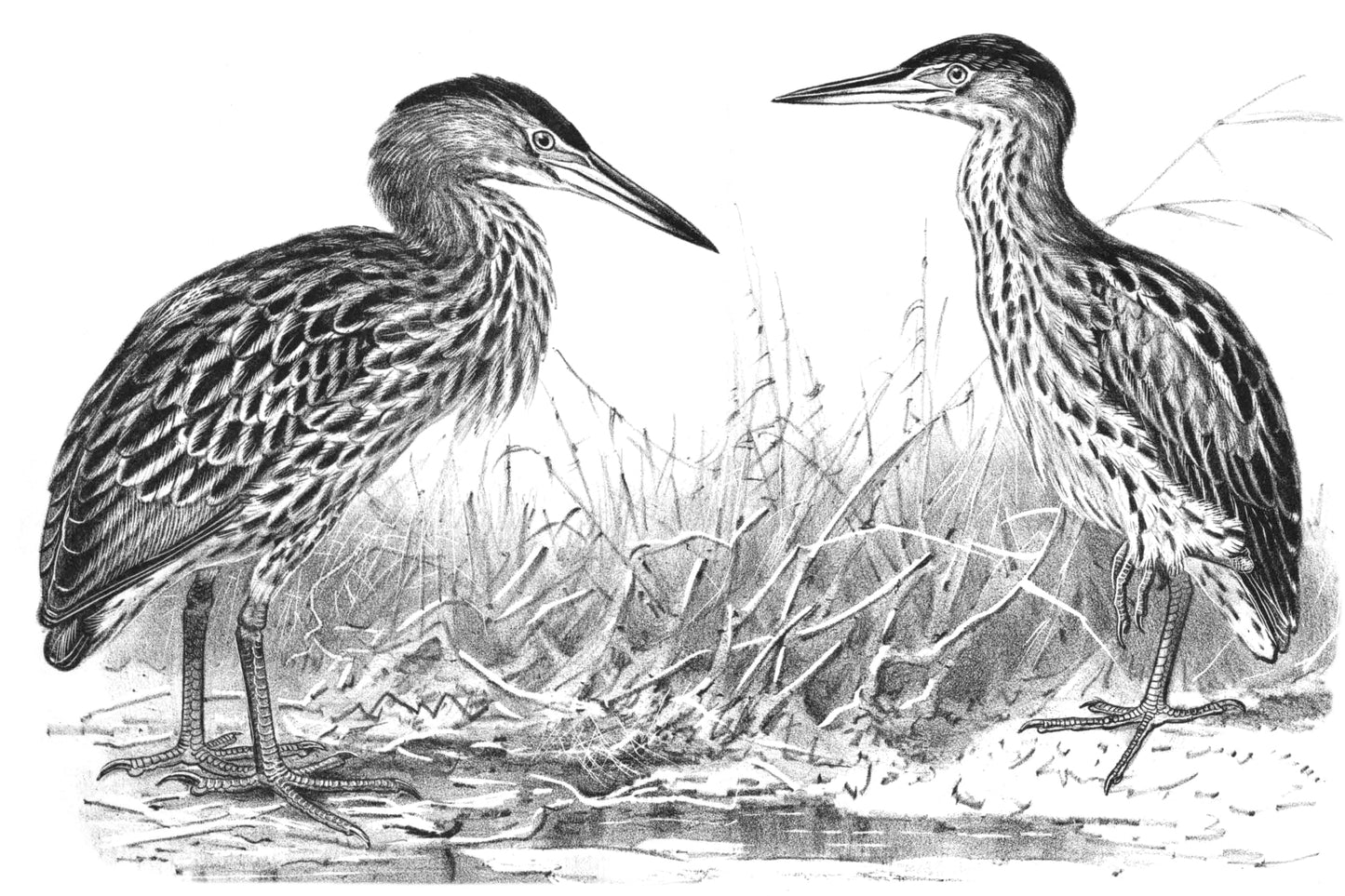 Extinct New Zealand Bittern Glossy Poster Picture Photo Print Banner Booma Prints