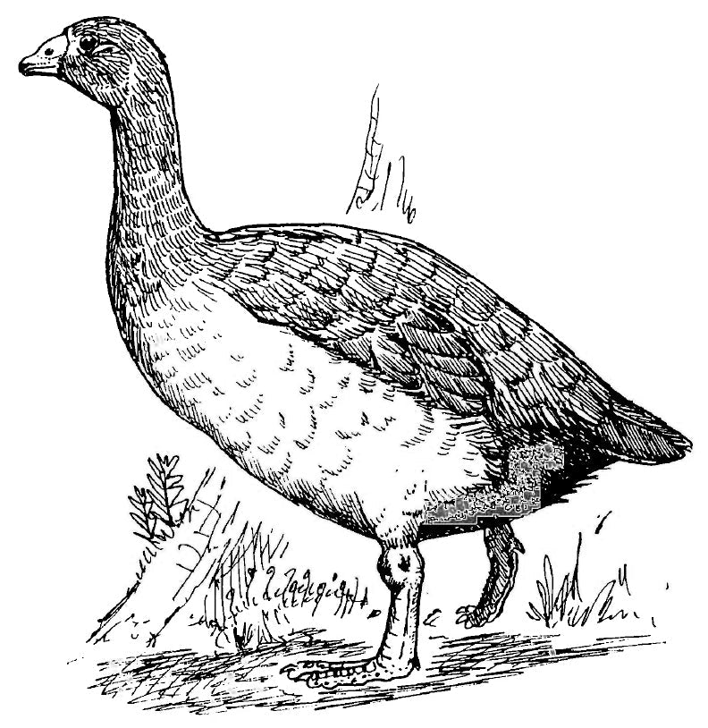 Extinct New Zealand Goose Glossy Poster Picture Photo Print Banner Booma Prints