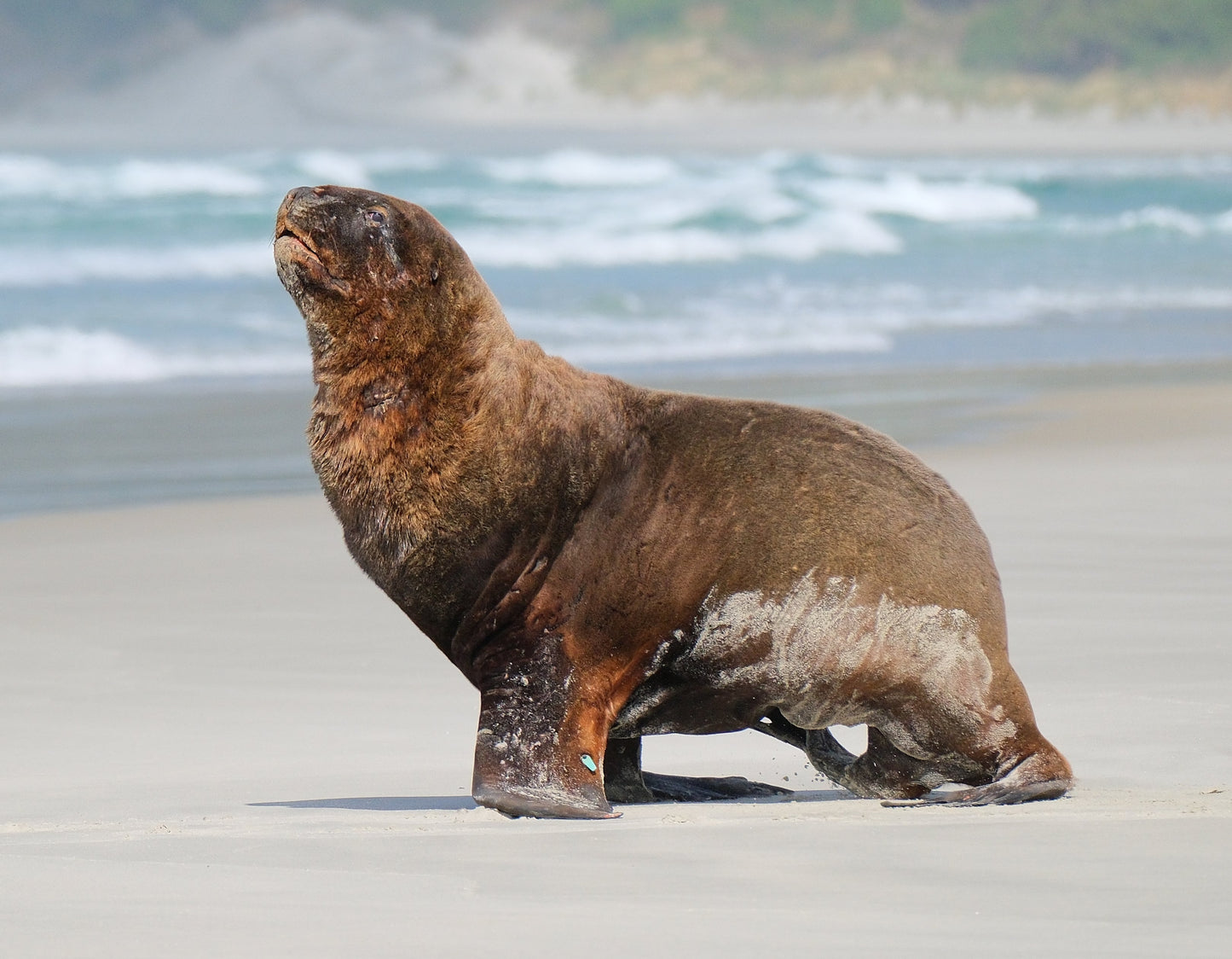New Zealand Sea Lion Glossy Poster Picture Photo Print Banner Booma Prints