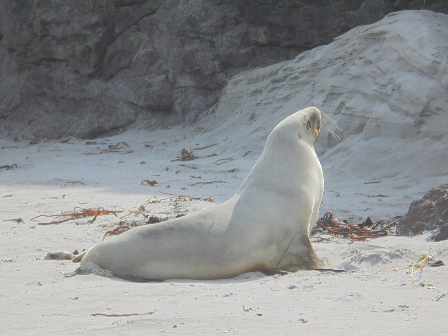 Hooker'S Sea Lion New Zealand Glossy Poster Picture Photo Print Banner Booma Prints