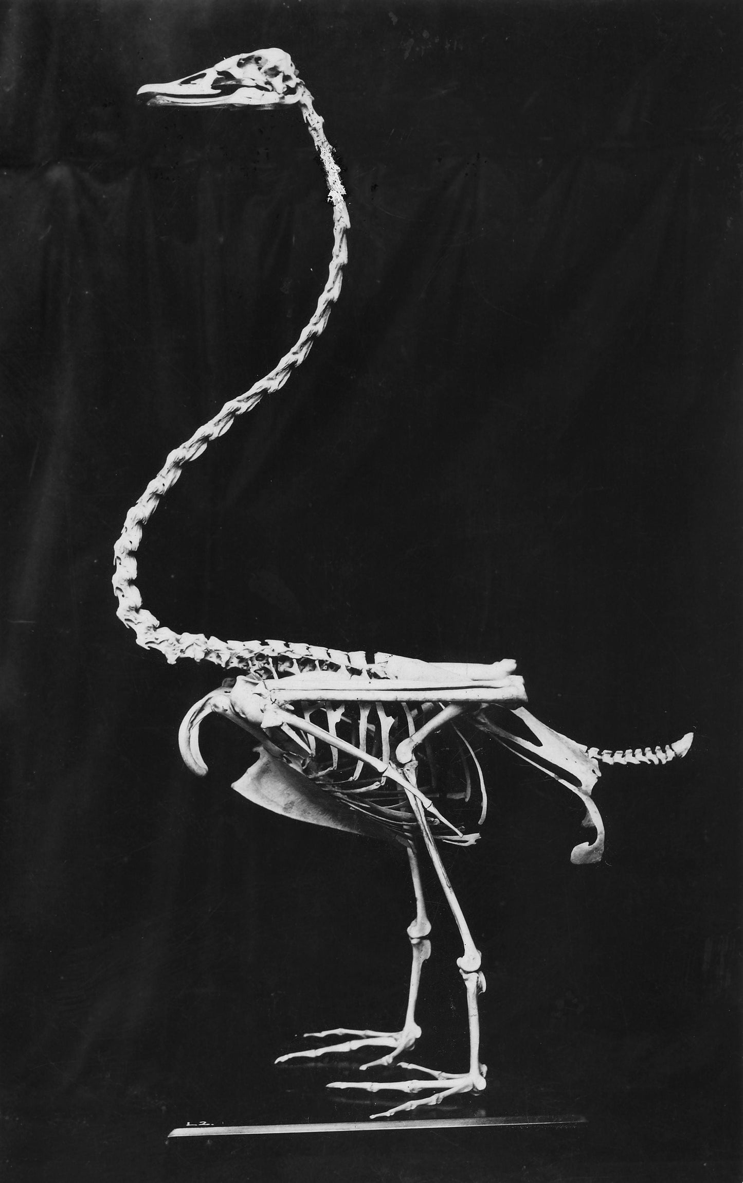 Extinct New Zealand Swan Skeleton Glossy Poster Picture Photo Print Banner Booma Prints