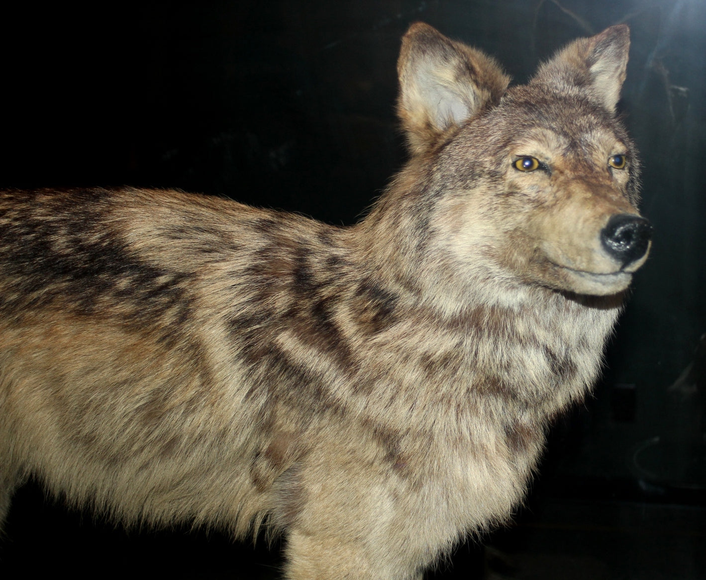 Extinct Newfoundland Wolf Glossy Poster Picture Photo Print Banner Booma Prints
