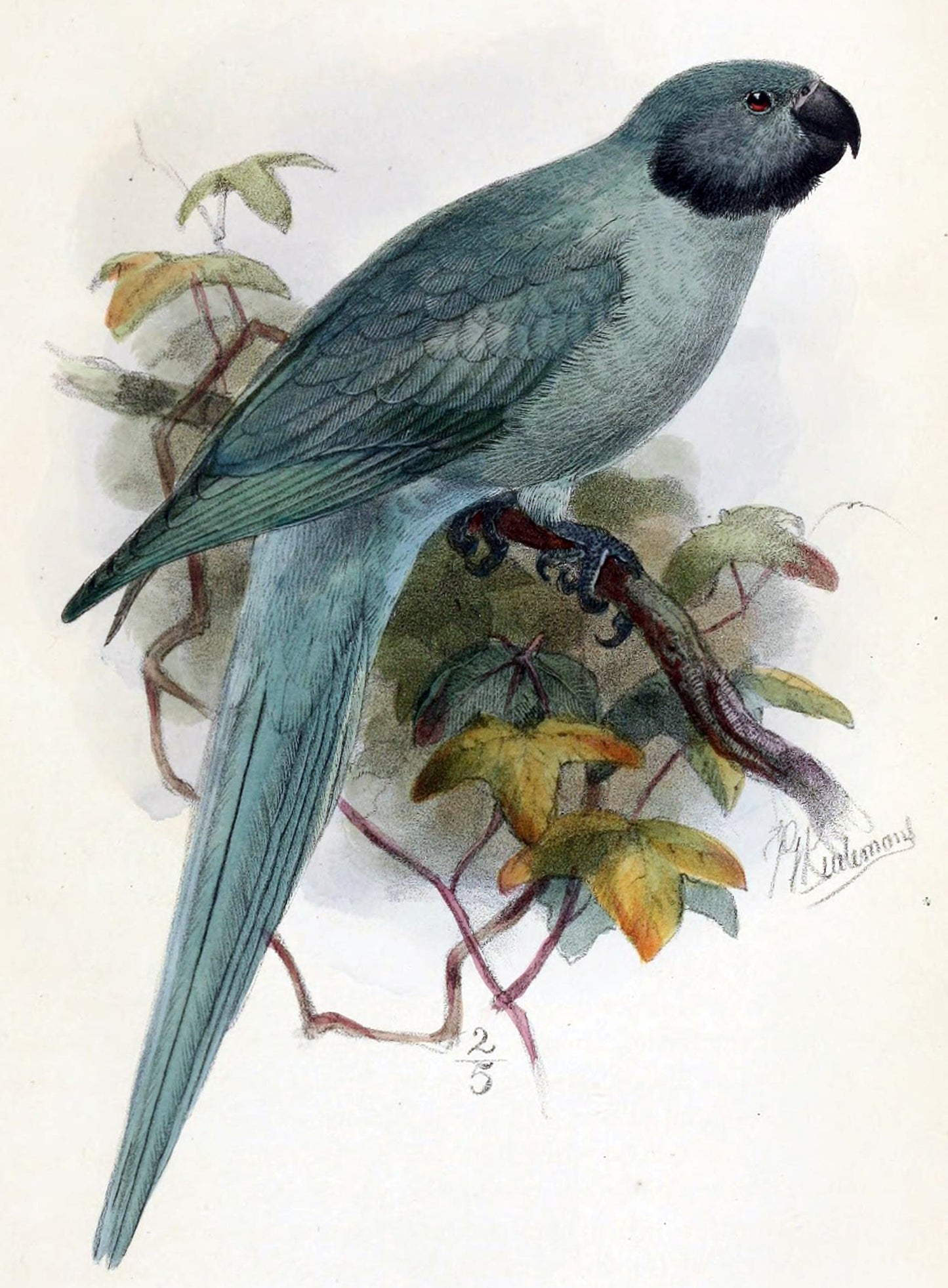 Extinct Newton'S Parakeet Glossy Poster Picture Photo Print Banner Booma Prints