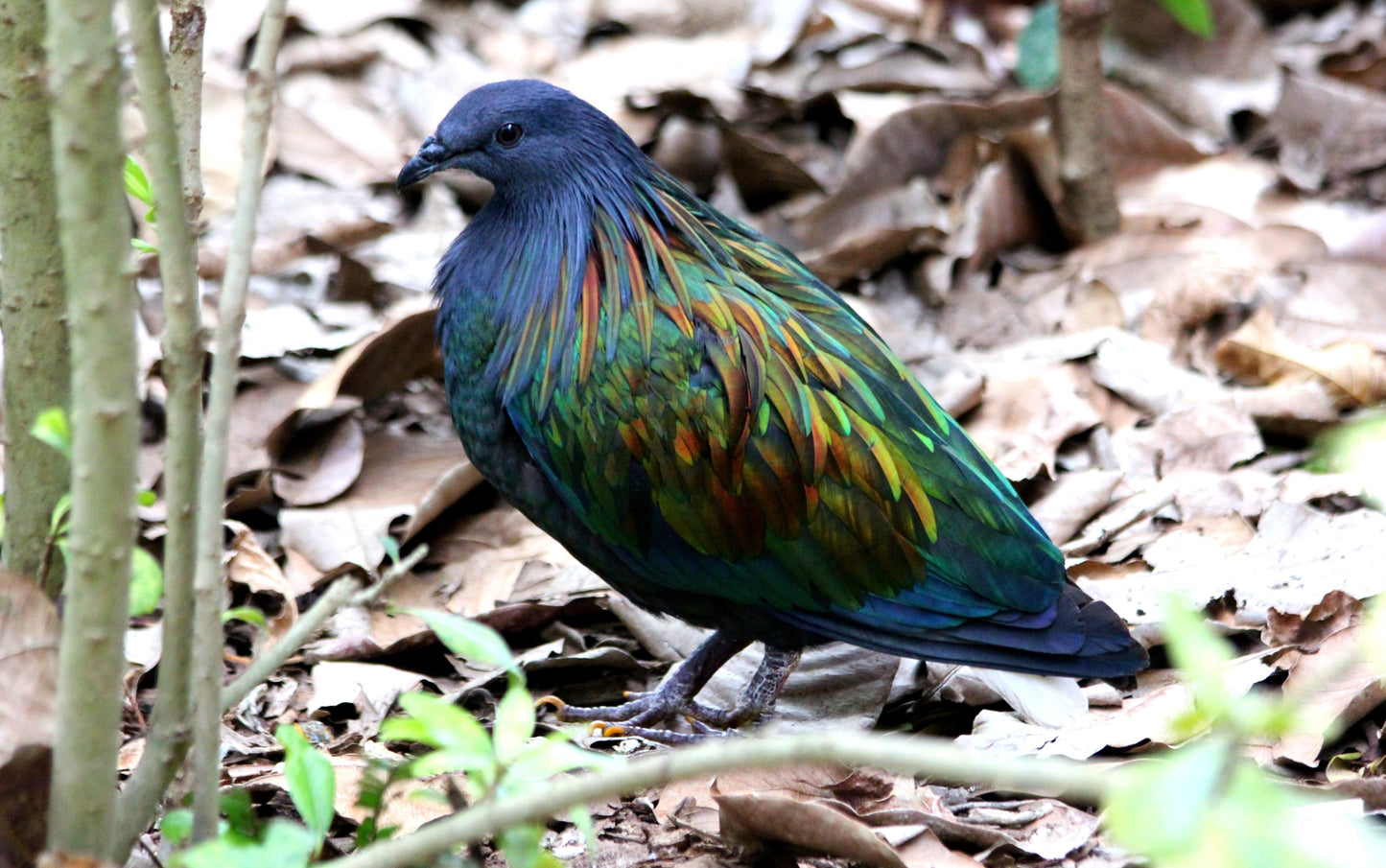 Nicobar Pigeon Nicobar Dove Glossy Poster Picture Photo Print Banner Booma Prints