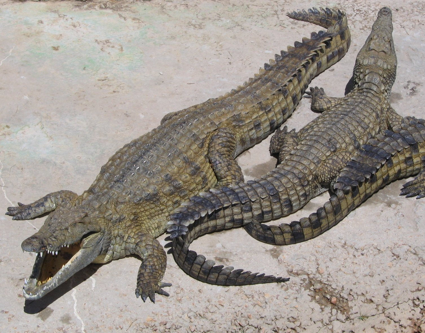 Nile Crocodile Glossy Poster Picture Photo Print Banner Booma Prints