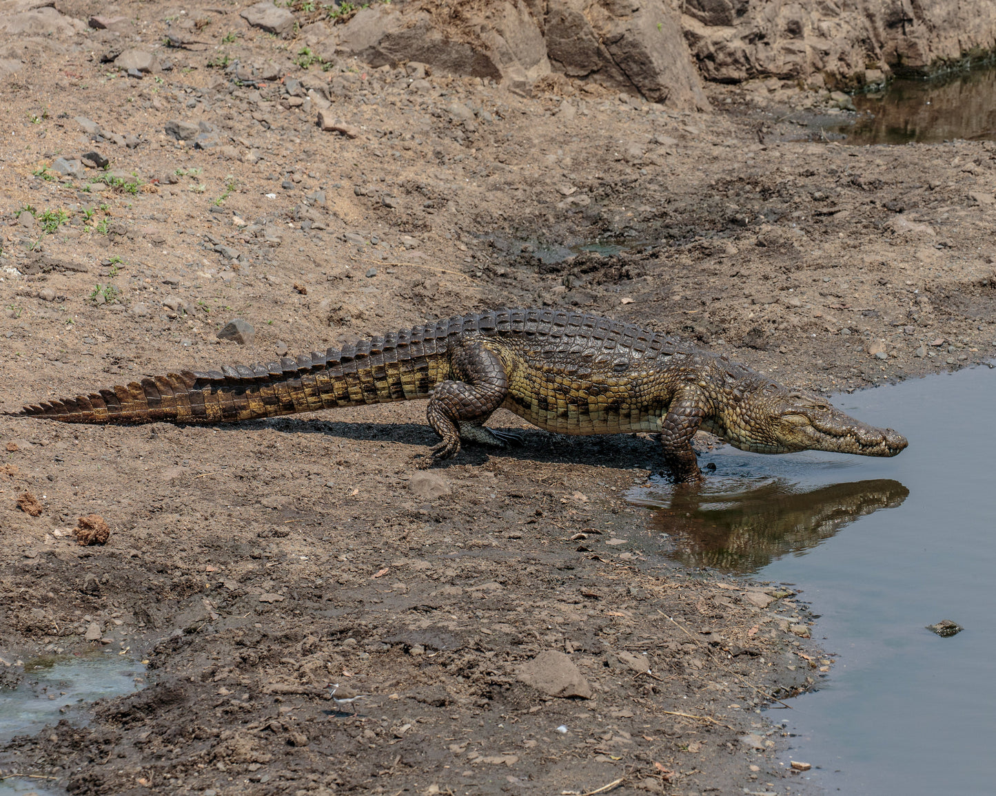 Nile Crocodile Africa Glossy Poster Picture Photo Print Banner Booma Prints