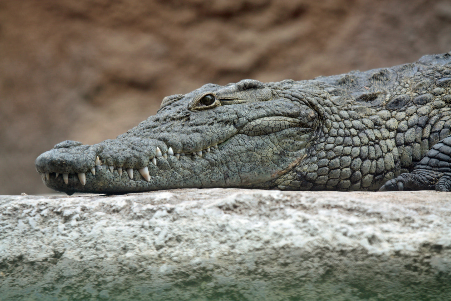 Nile Crocodile Sub Saharan Africa Glossy Poster Picture Photo Print Banner Booma Prints