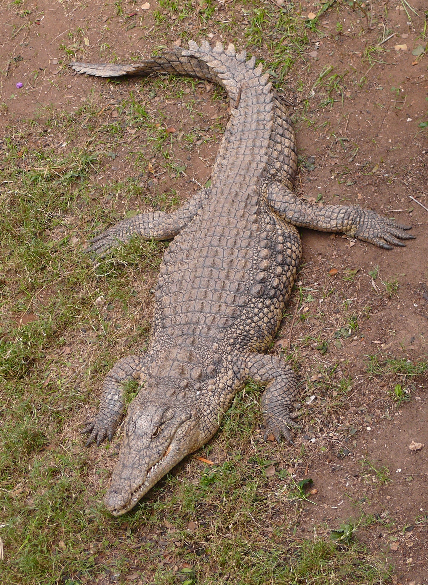 Nile Crocodile Reptile Africa Glossy Poster Picture Photo Print Banner Booma Prints