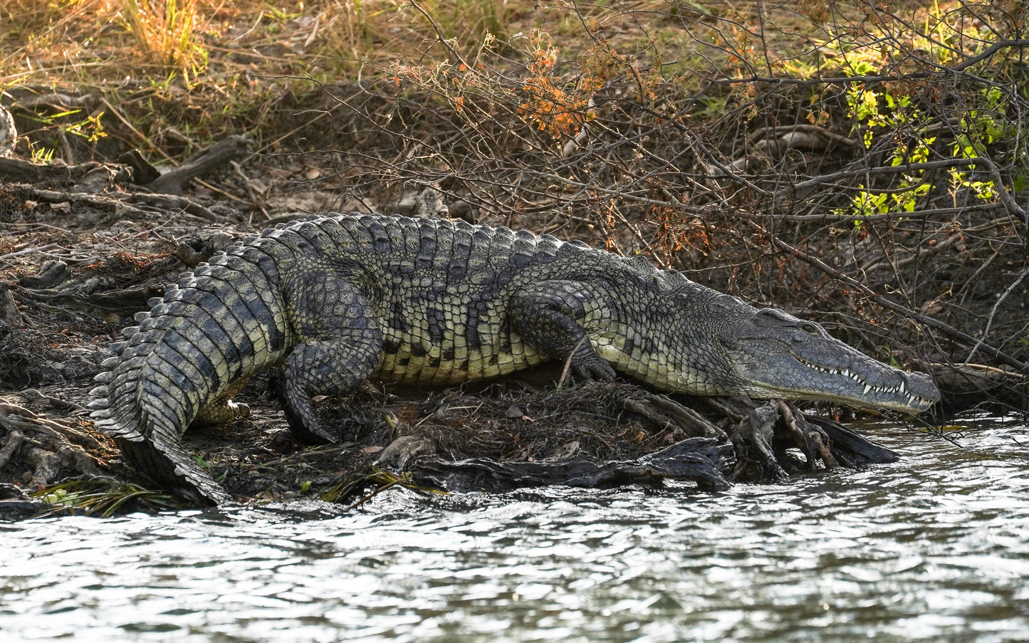 Nile Crocodile Freshwater Africa Glossy Poster Picture Photo Print Banner Booma Prints