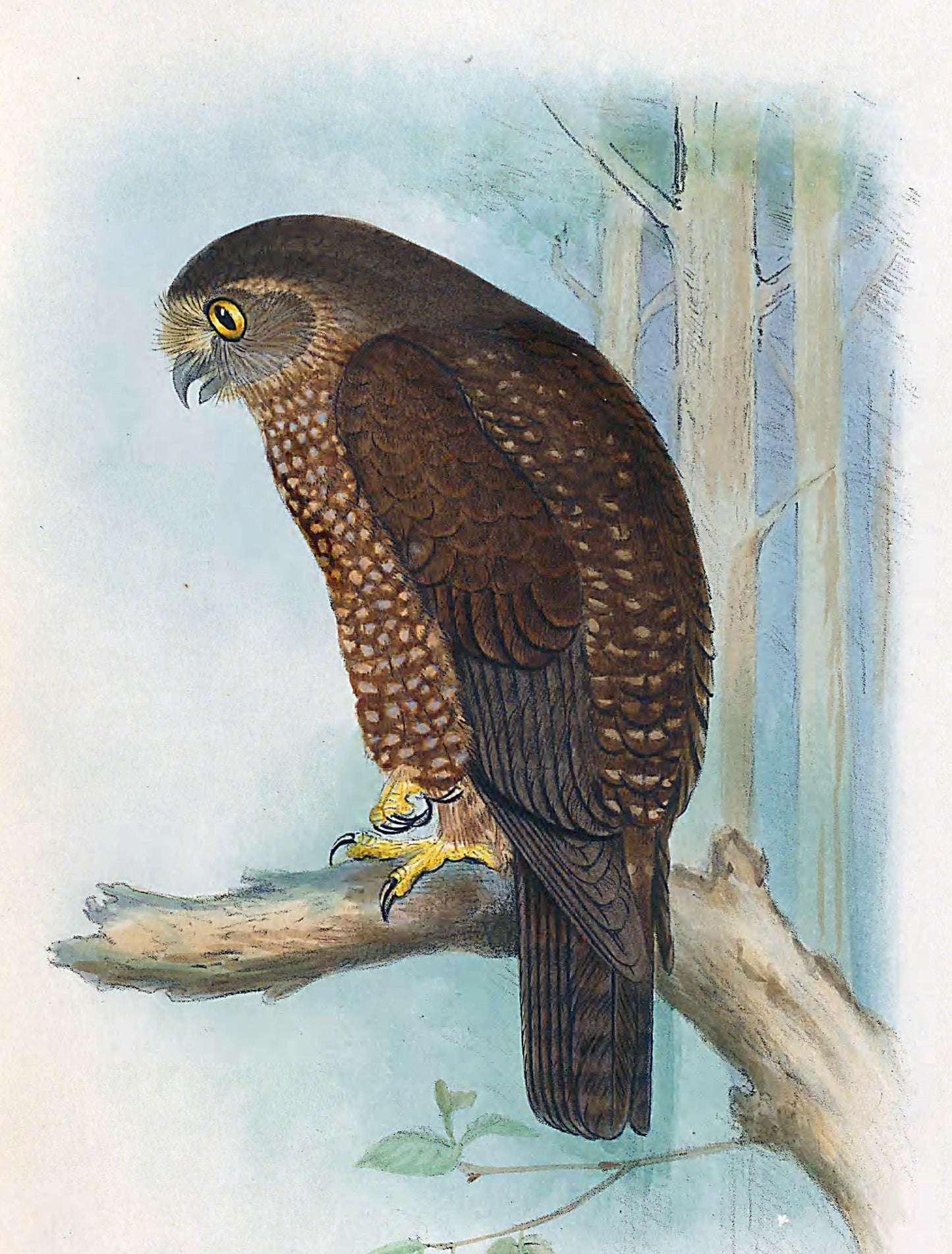 Norfolk Island Boobook Owl Glossy Poster Picture Photo Print Banner Booma Prints