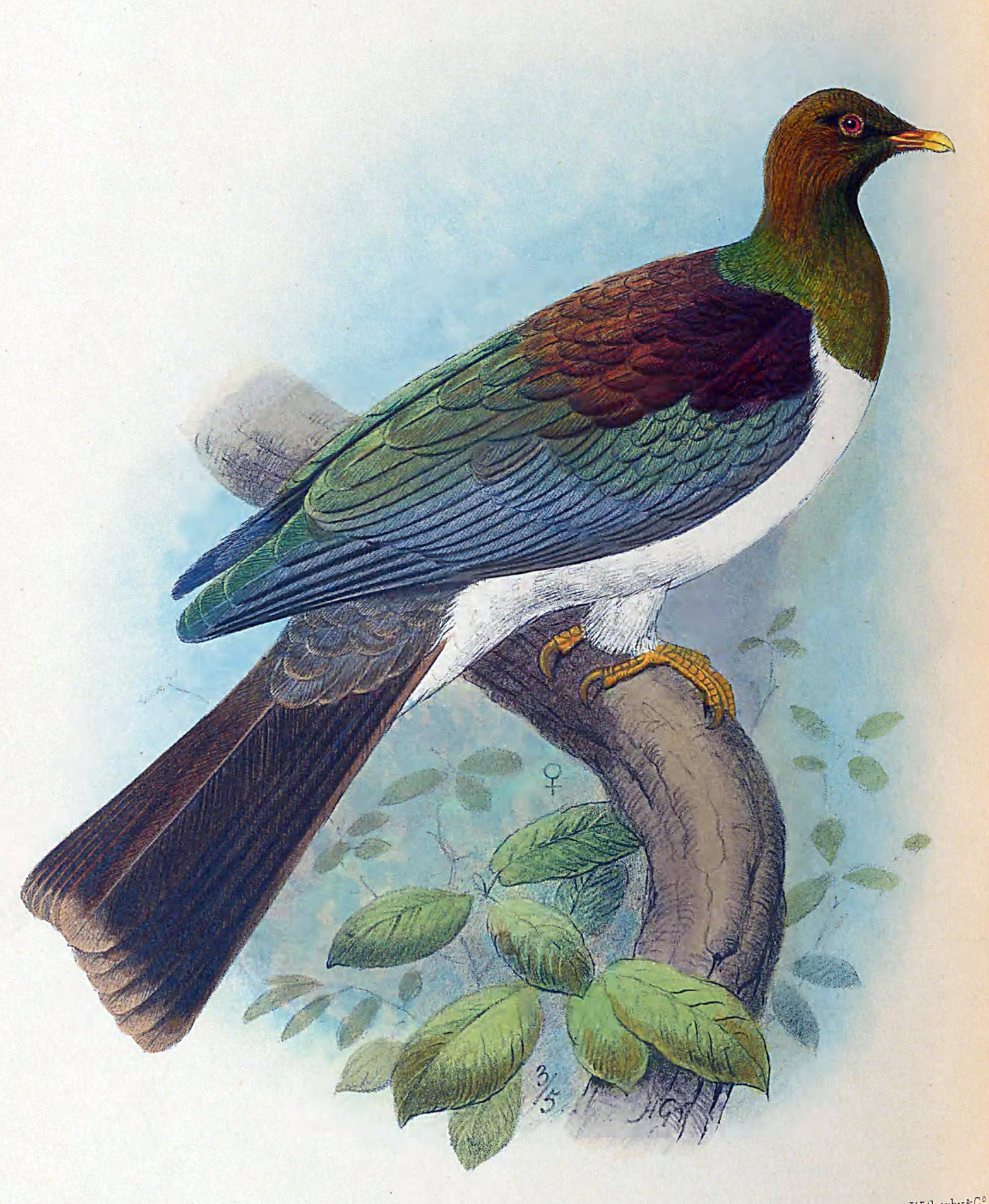Extinct Norfolk Pigeon Wood Quest Glossy Poster Picture Photo Print Banner Booma Prints