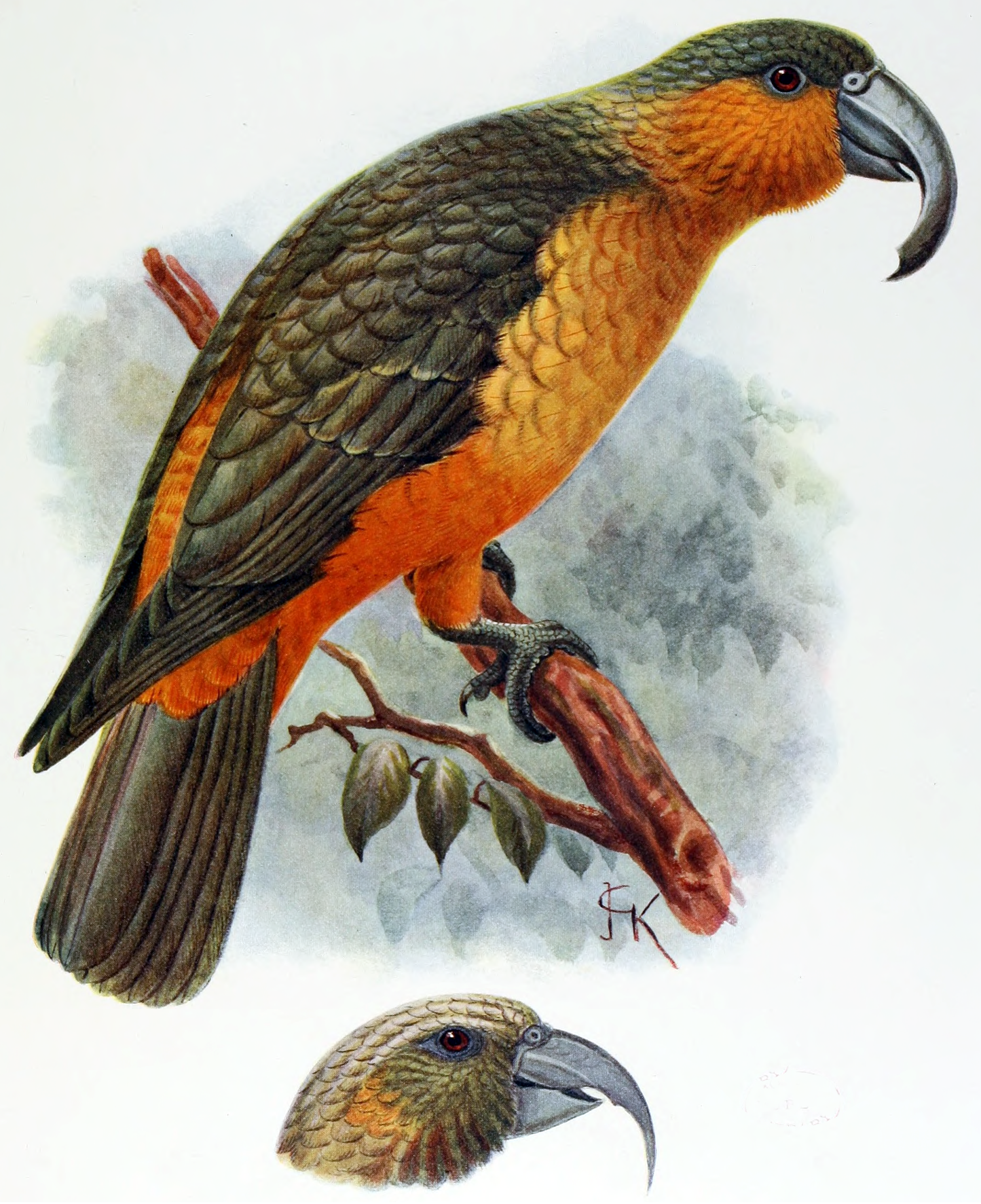 Extinct Norfolk Kaka Bird Glossy Poster Picture Photo Print Banner Booma Prints