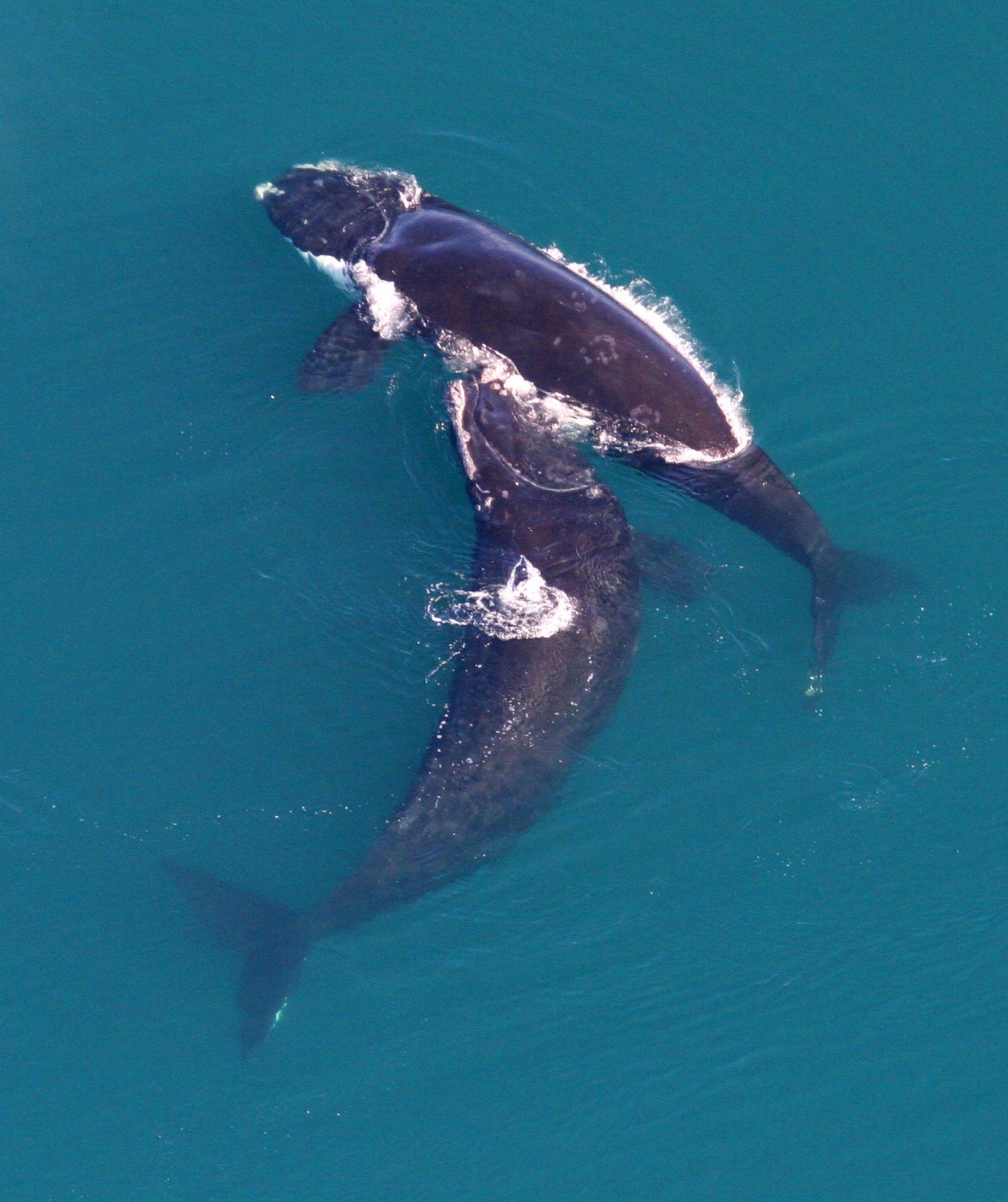 North Atlantic Right Whale Glossy Poster Picture Photo Print Banner Booma Prints