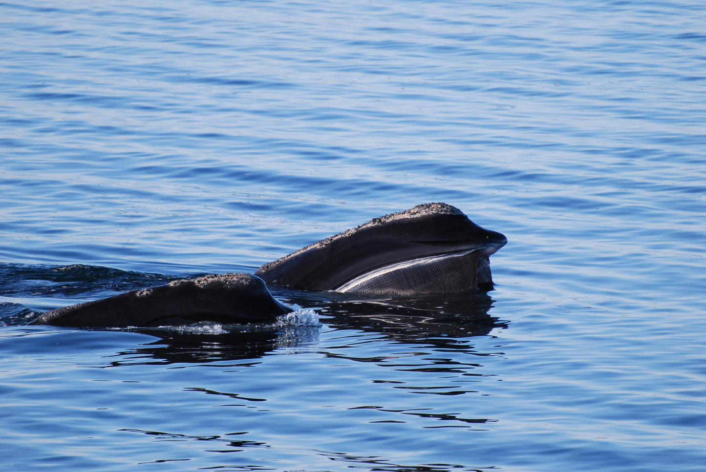 North Atlantic Right Baleen Whale Glossy Poster Picture Photo Print Banner Booma Prints