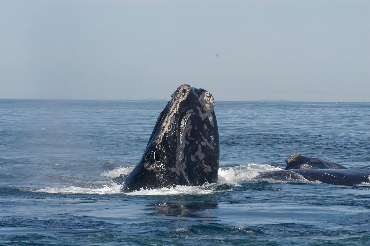 Endangered North Atlantic Whale Glossy Poster Picture Photo Print Banner Booma Prints