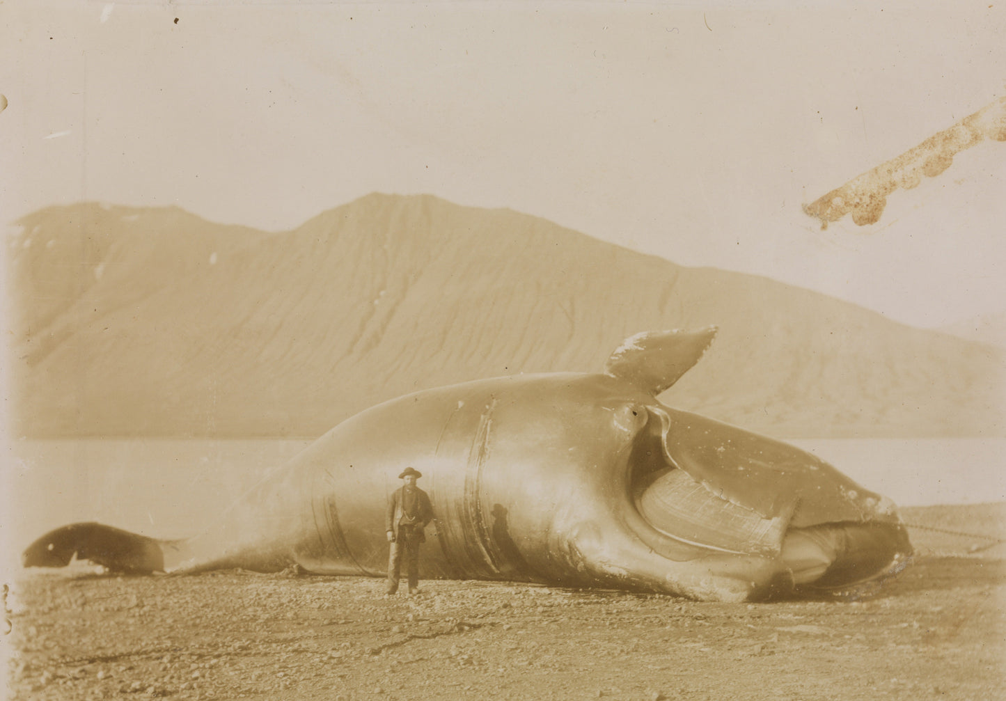 North Atlantic Whale Beached Glossy Poster Picture Photo Print Banner Booma Prints