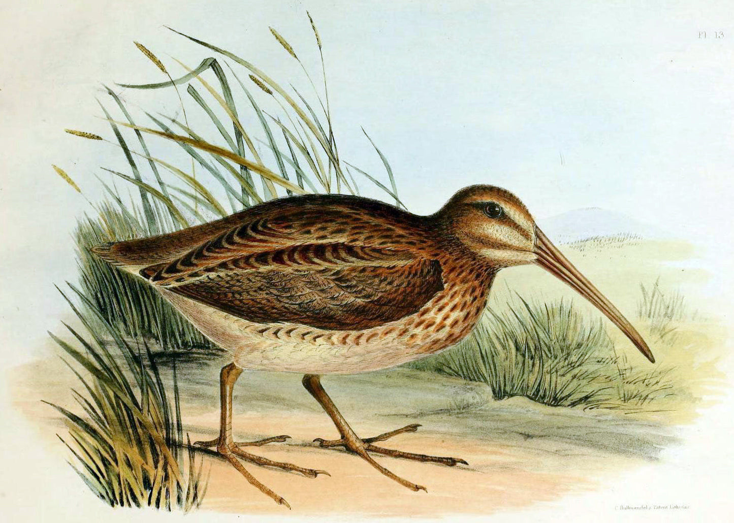 Extinct North Island Snipe Glossy Poster Picture Photo Print Banner Booma Prints