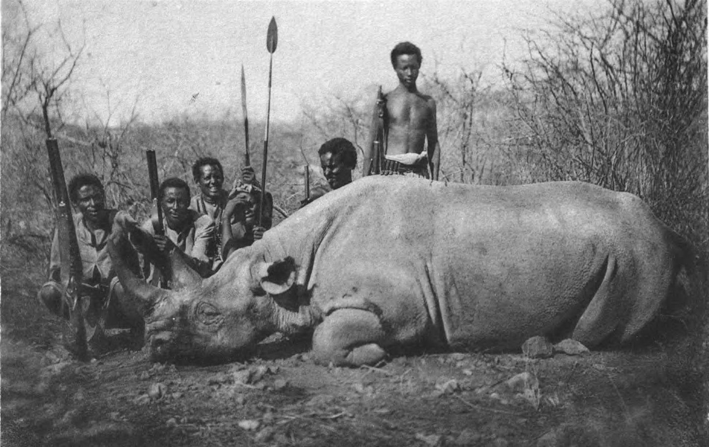 Extinct North Eastern Black Rhino Glossy Poster Picture Photo Print Banner Booma Prints