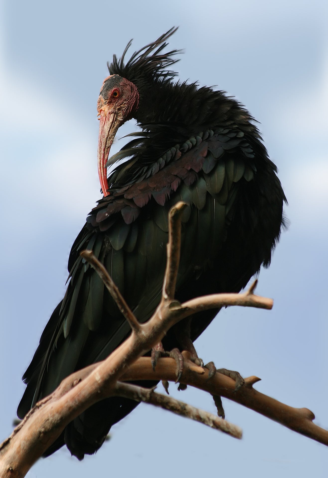 Northern Bald Ibis Waldrapp Glossy Poster Picture Photo Print Banner Booma Prints