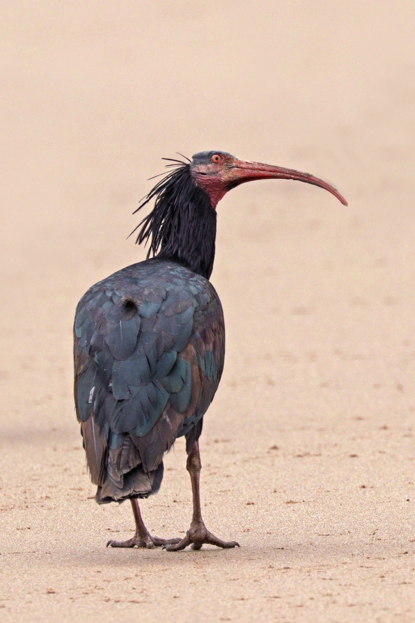 Northern Bald Ibis Waldrapp Bird Glossy Poster Picture Photo Print Banner Booma Prints