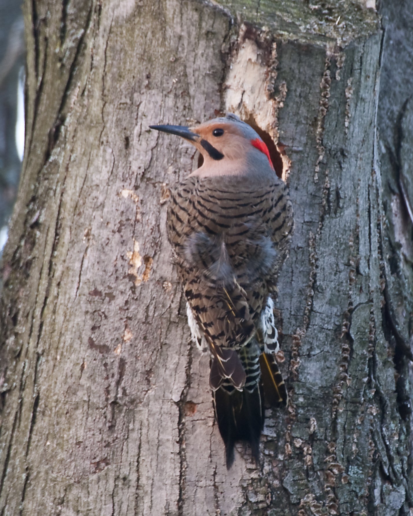 Northern Flicker Woodpecker Glossy Poster Picture Photo Print Banner Booma Prints