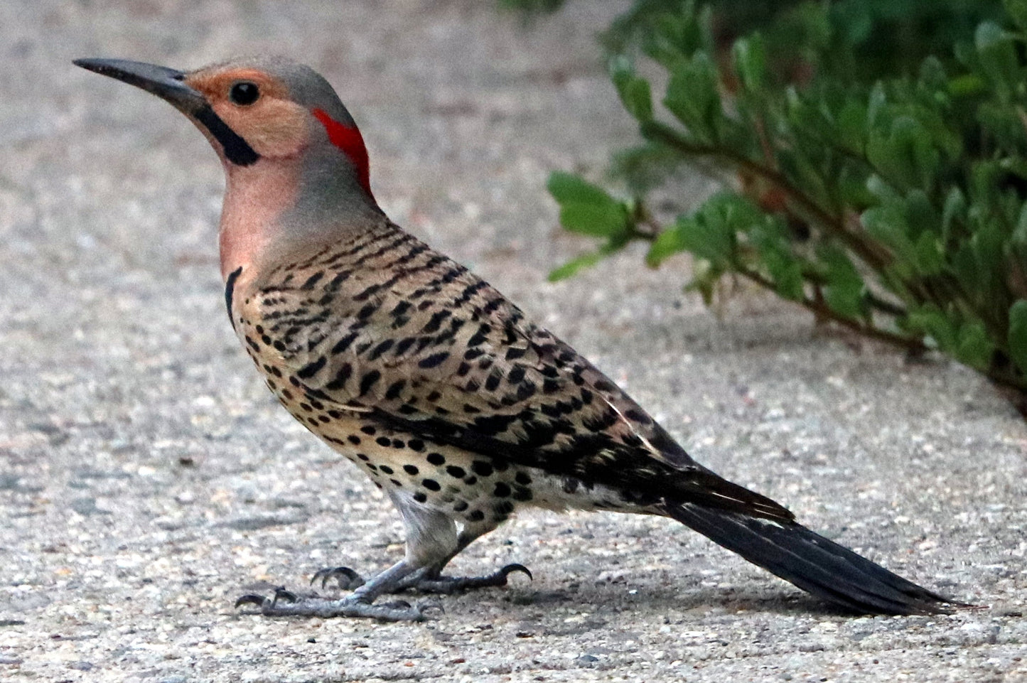 Northern Flicker Brown Woodpecker Glossy Poster Picture Photo Print Banner Booma Prints