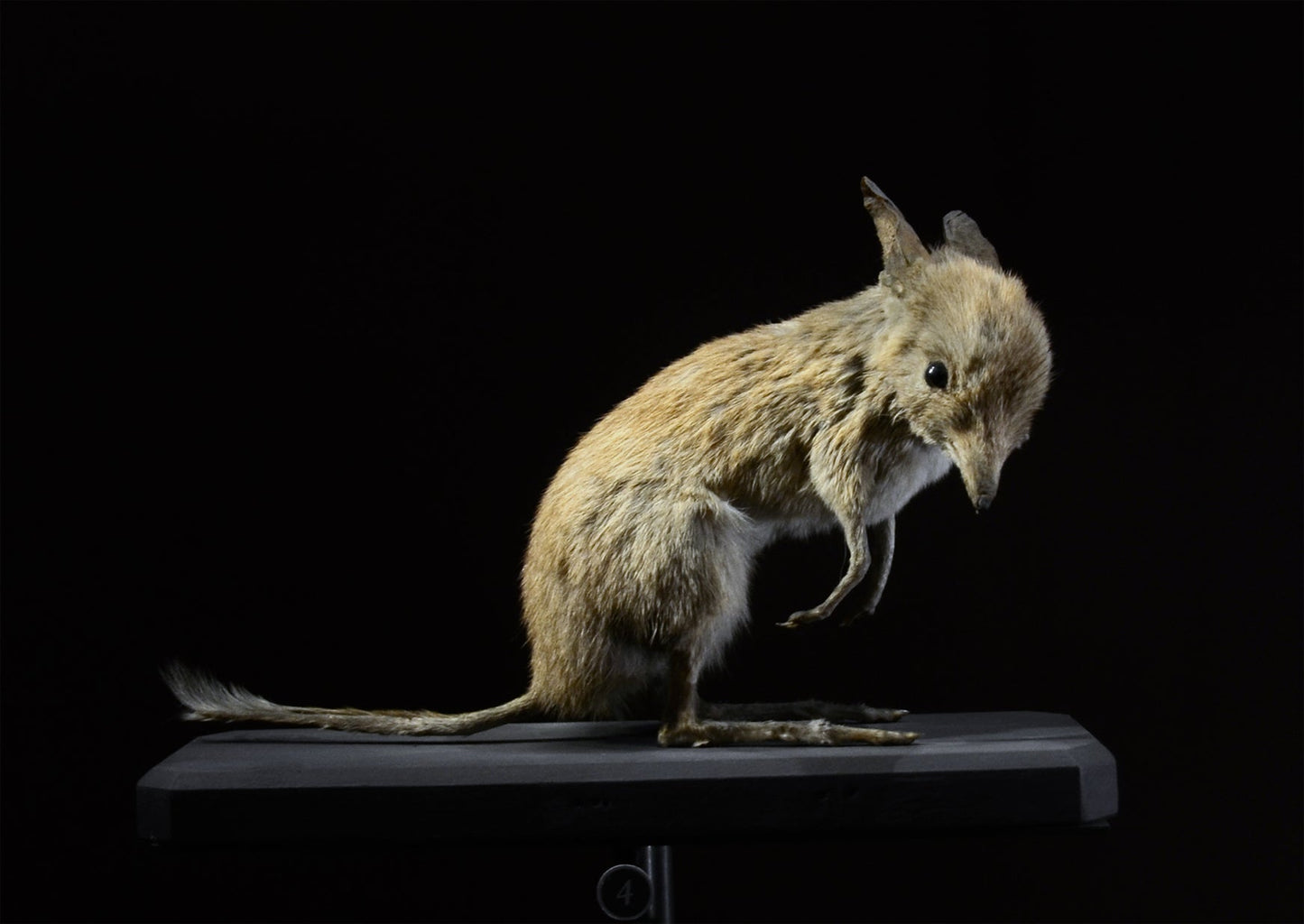 Northern Pig Footed Bandicoot Glossy Poster Picture Photo Print Banner Booma Prints