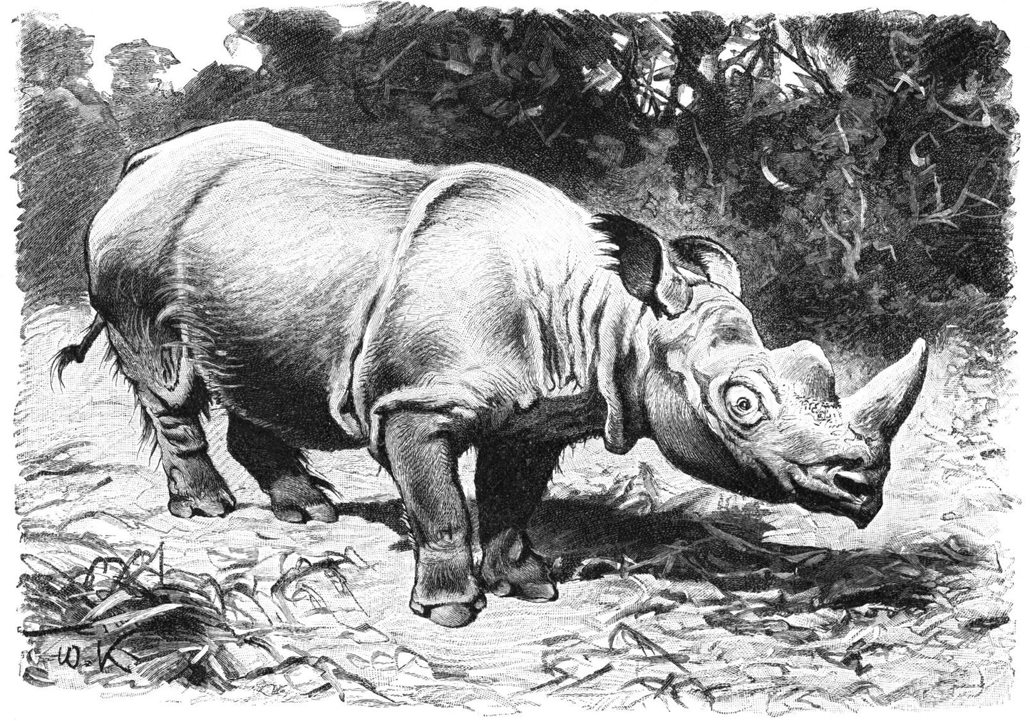 Extinct Northern Sumatran Rhino Glossy Poster Picture Photo Print Banner Booma Prints
