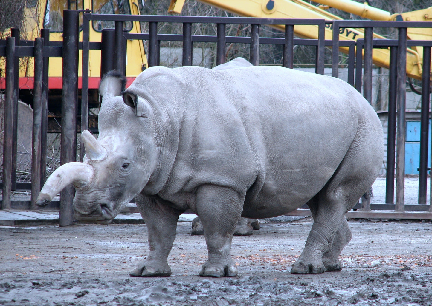 Northern White Rhinoceros Glossy Poster Picture Photo Print Banner Booma Prints