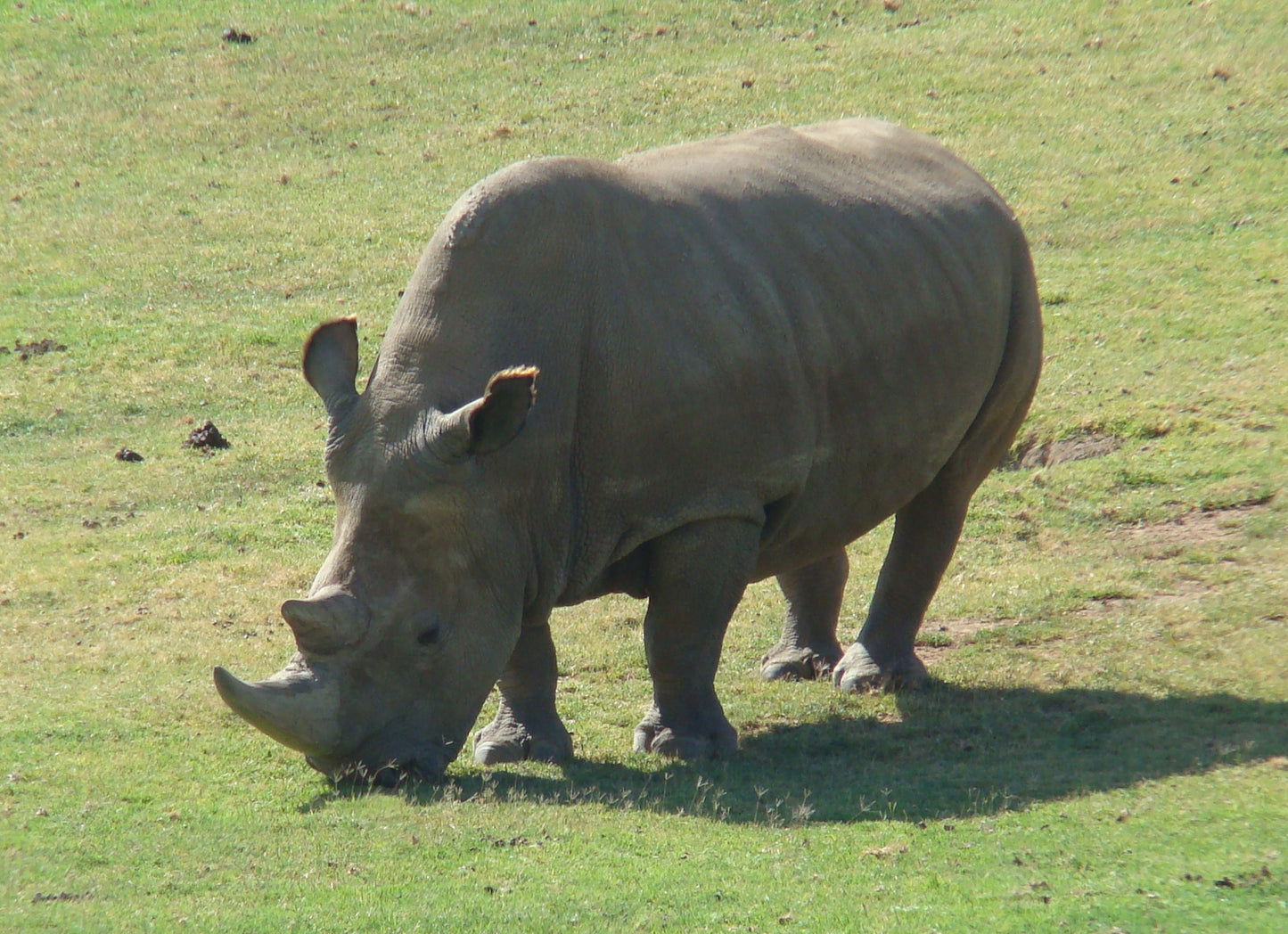 Northern White Rhino Angalifu Glossy Poster Picture Photo Print Banner Booma Prints