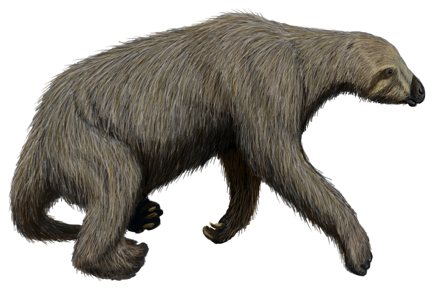 Extinct Nothrotheriops Sloth Glossy Poster Picture Photo Print Banner Booma Prints