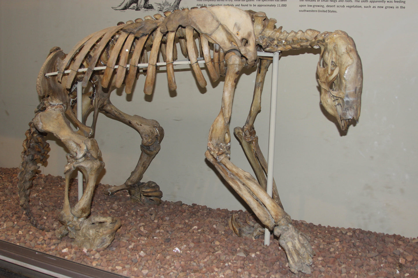 Extinct Nothrotheriops Skeleton Glossy Poster Picture Photo Print Banner Booma Prints