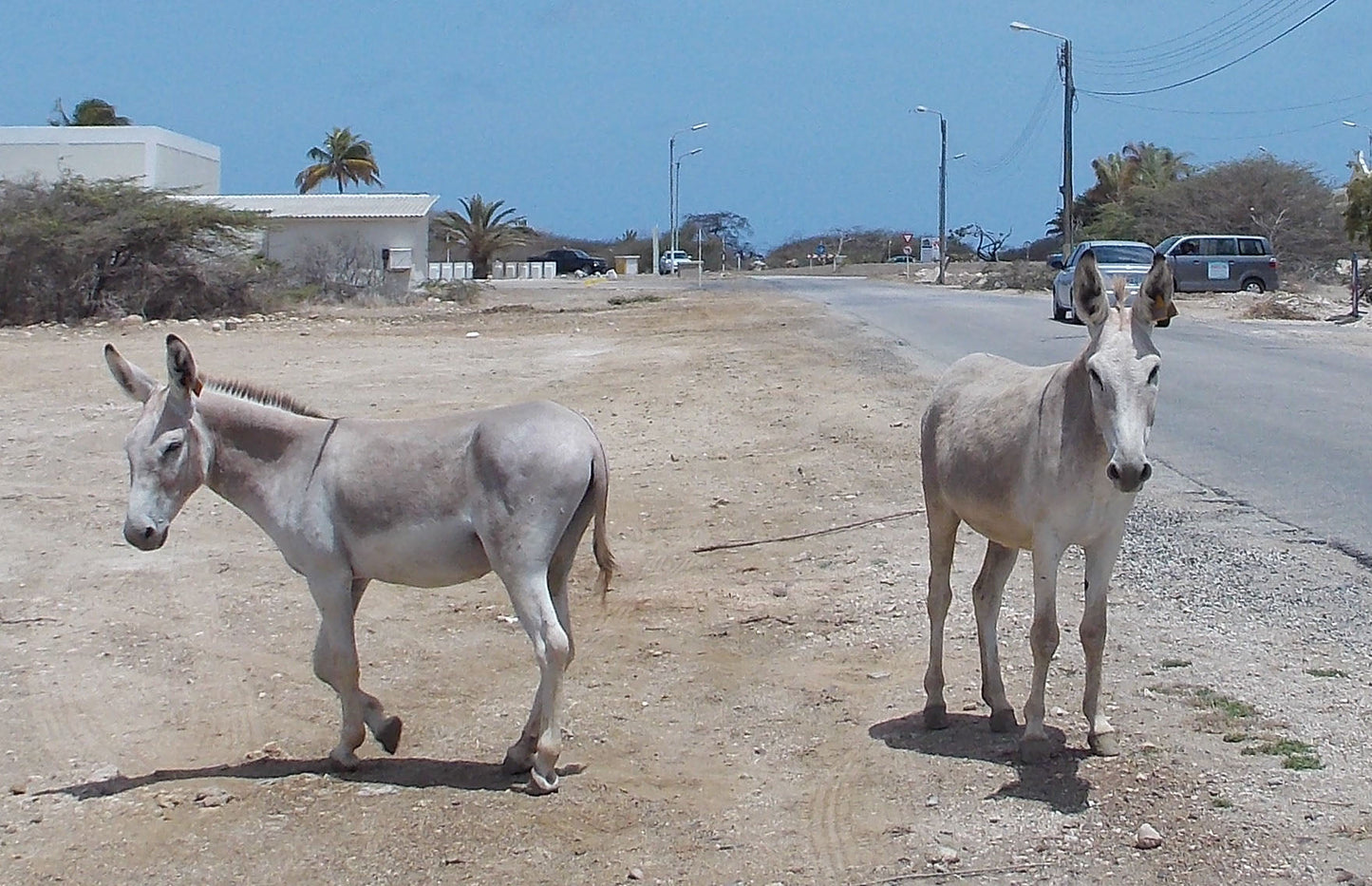 Extinct Nubian Wild Ass Donkey Glossy Poster Picture Photo Print Banner Booma Prints