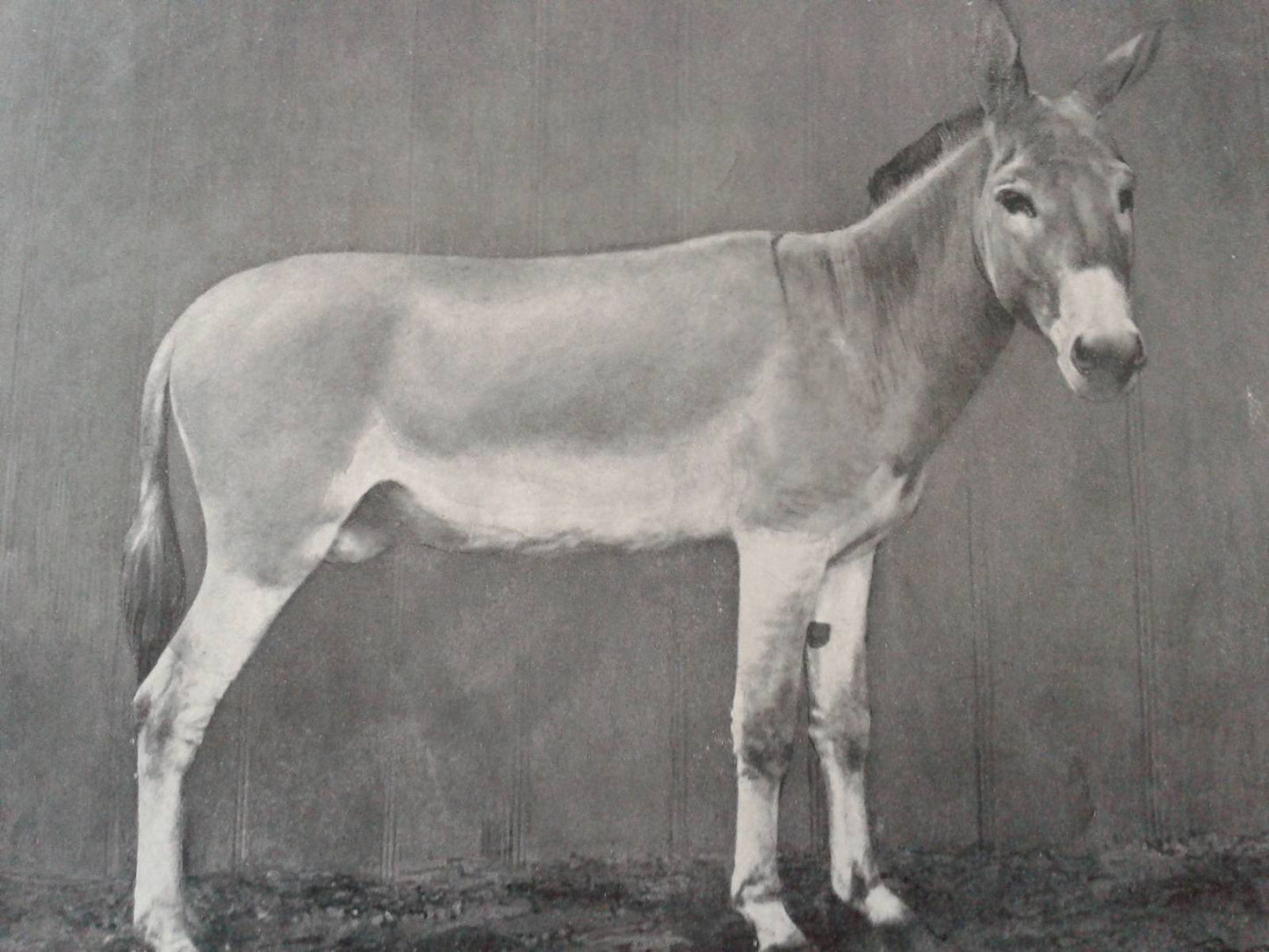 Nubian Wild Ass Donkey Africa Glossy Poster Picture Photo Print Banner Booma Prints