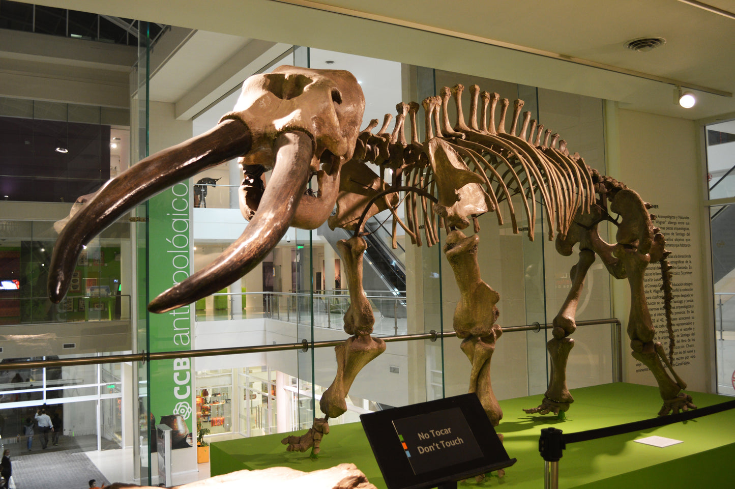 Extinct Notiomastodon Bones Glossy Poster Picture Photo Print Banner Booma Prints