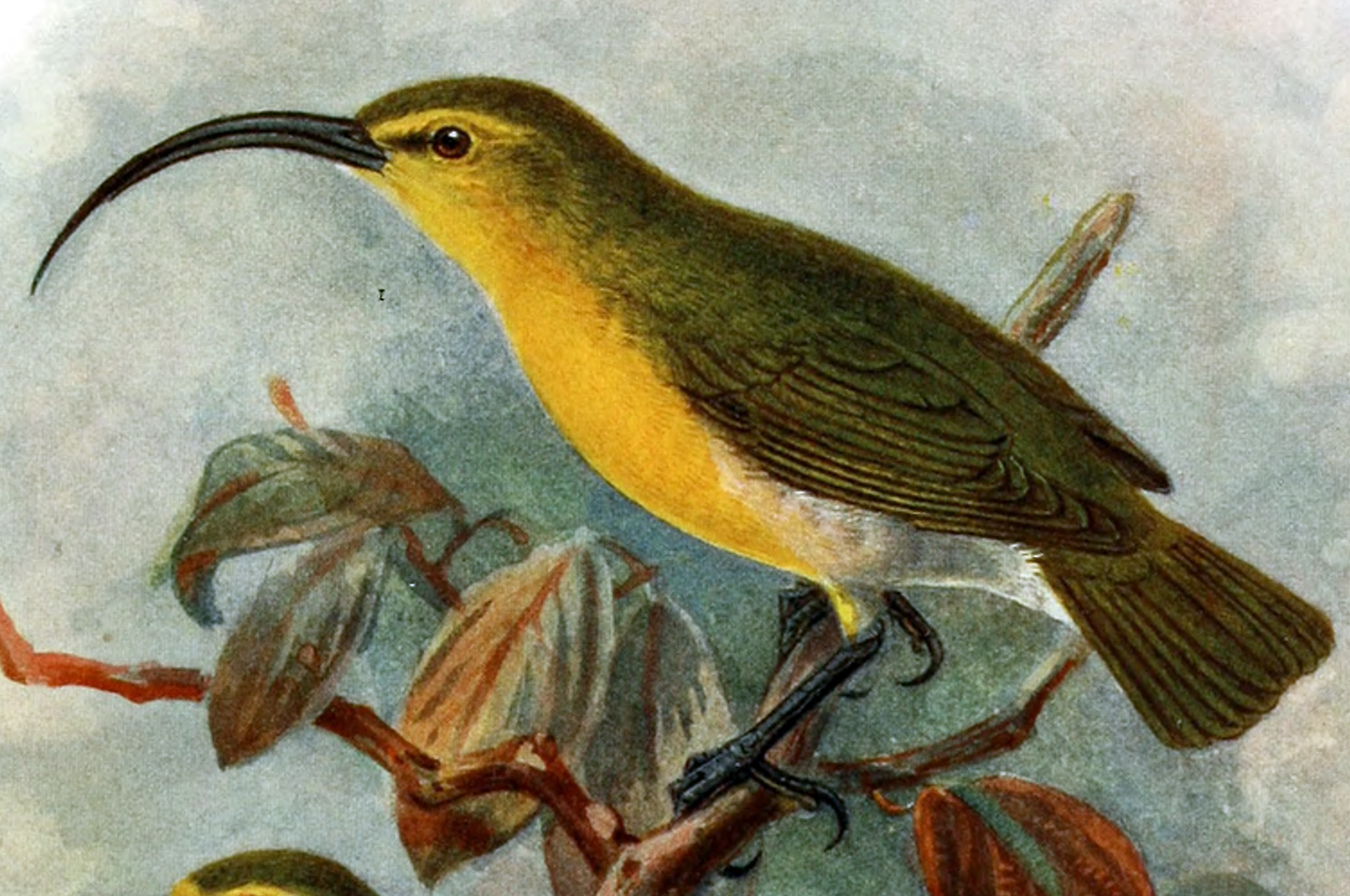 Extinct O'Ahu 'Akialoa Bird Glossy Poster Picture Photo Print Banner Booma Prints