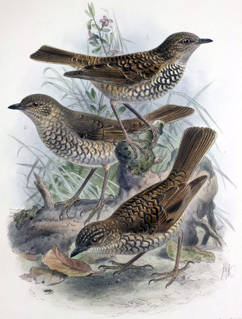 Extinct Oloma'O Birds Glossy Poster Picture Photo Print Banner Booma Prints