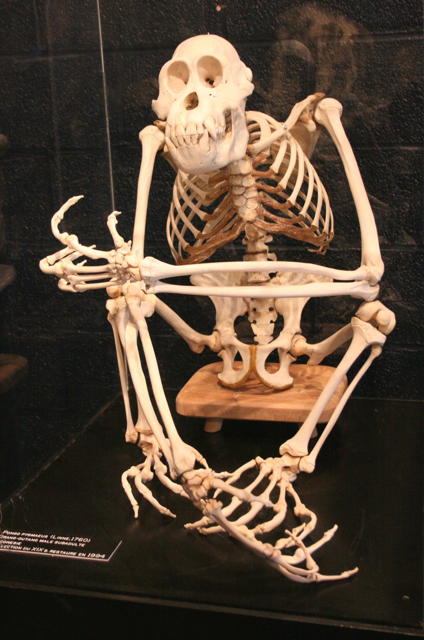 Orangutan Skeletonn Bones Glossy Poster Picture Photo Print Banner Booma Prints