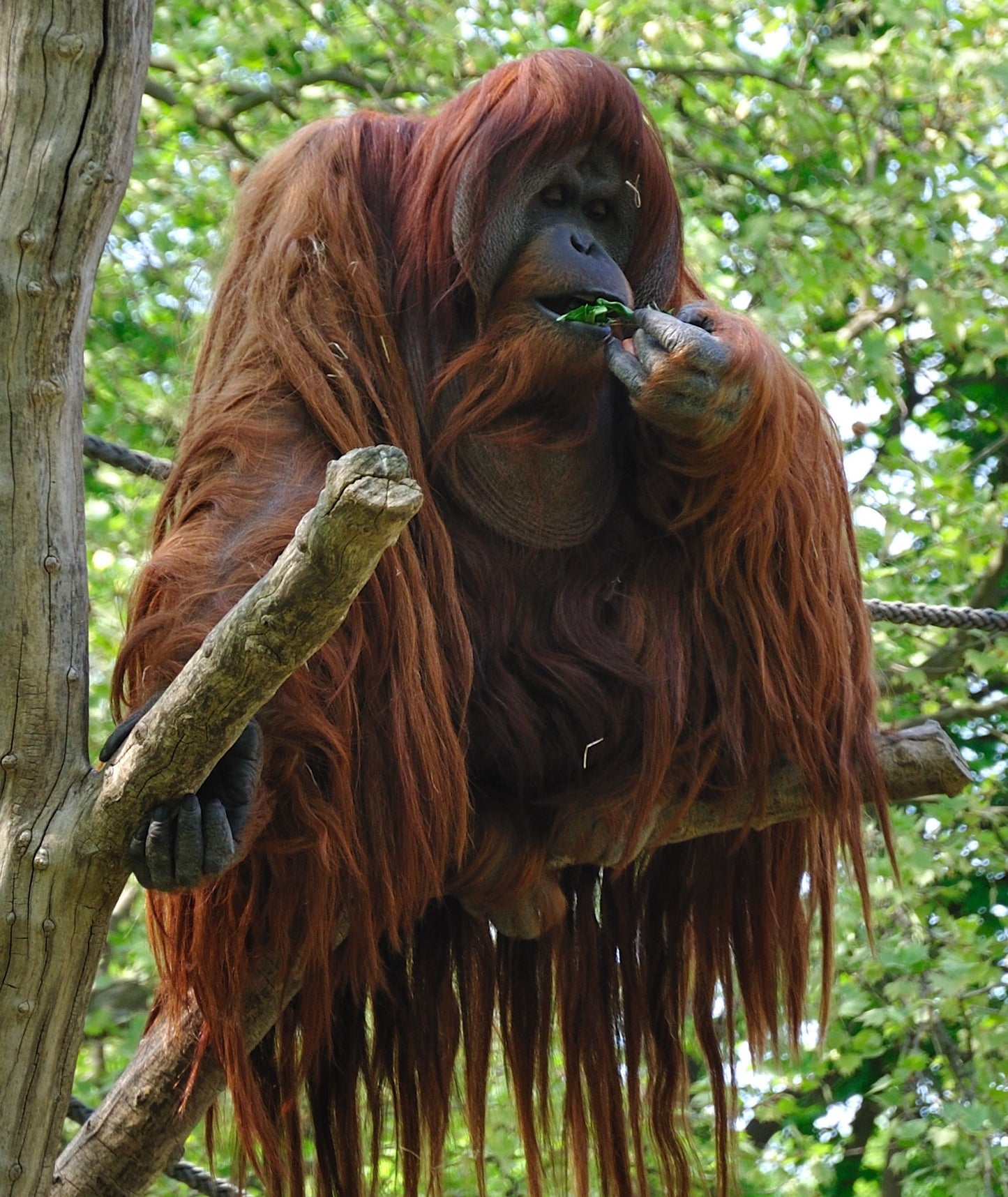 Orangutan Ape Glossy Poster Picture Photo Print Banner Booma Prints