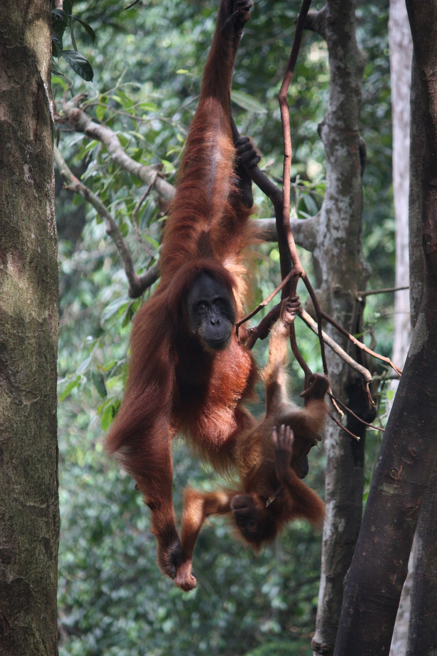 Orangutan Hanging Tree Glossy Poster Picture Photo Print Banner Booma Prints
