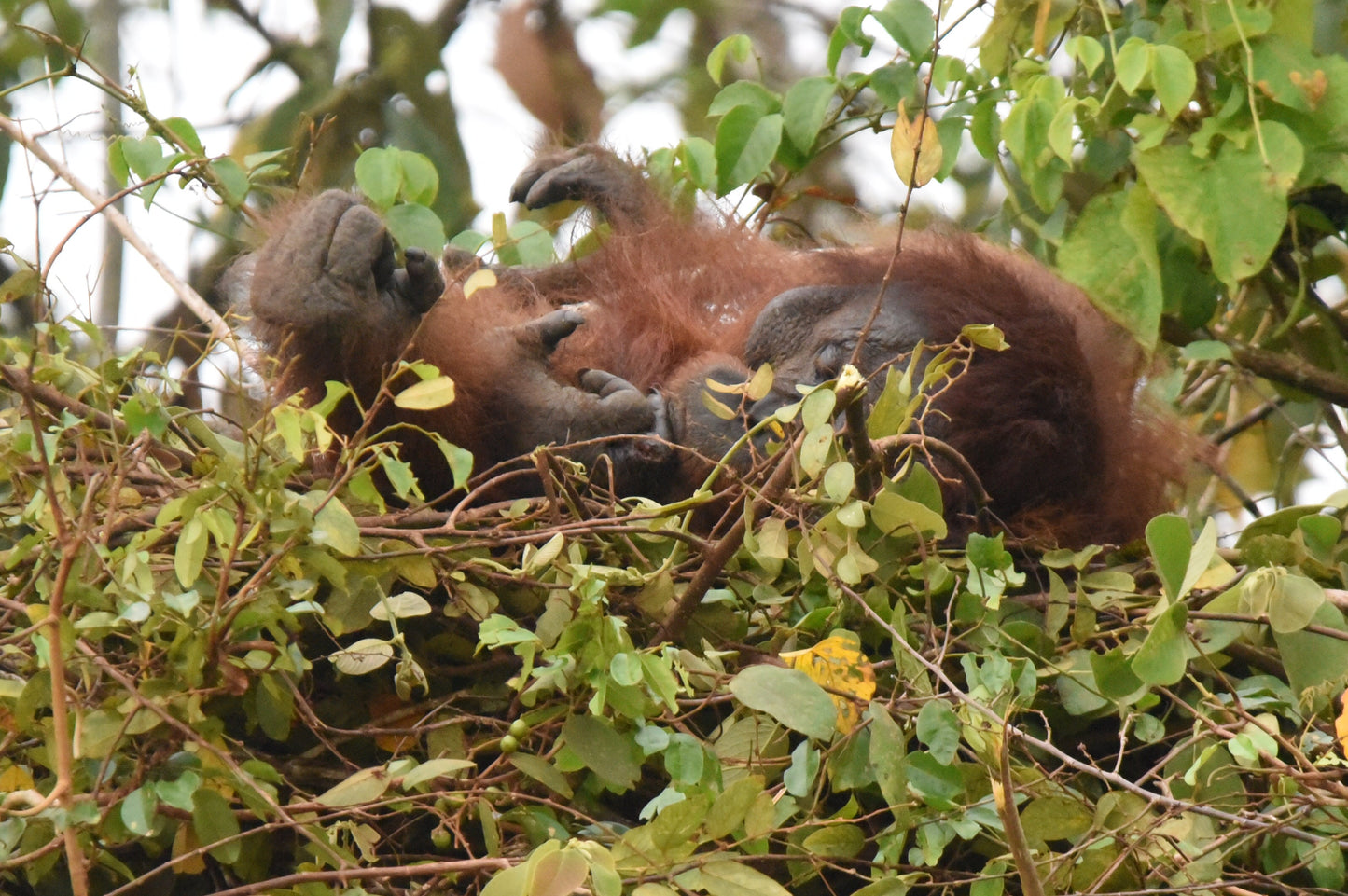 Orangutan Ape Rainforest Glossy Poster Picture Photo Print Banner Booma Prints