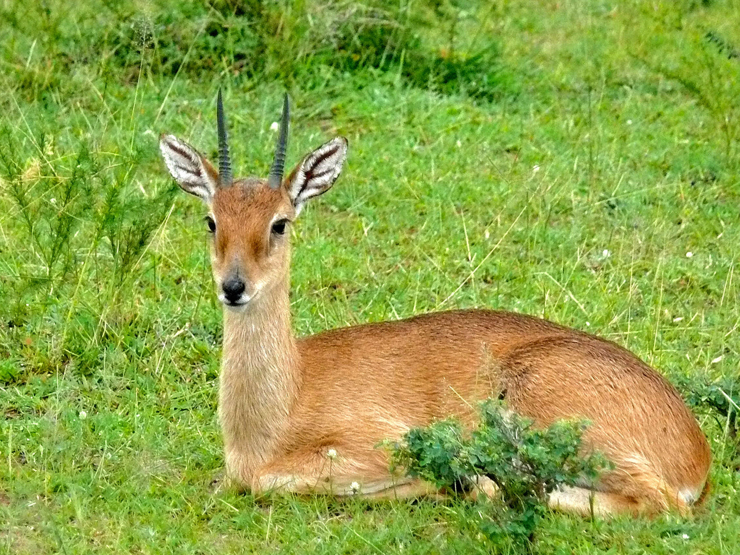 Oribi Small Antelope Glossy Poster Picture Photo Print Banner Booma Prints