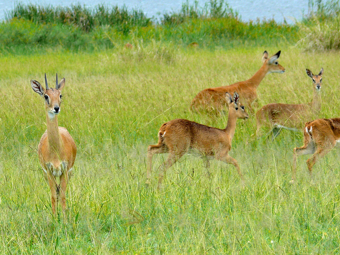 Oribi Antelope Africa Glossy Poster Picture Photo Print Banner Booma Prints