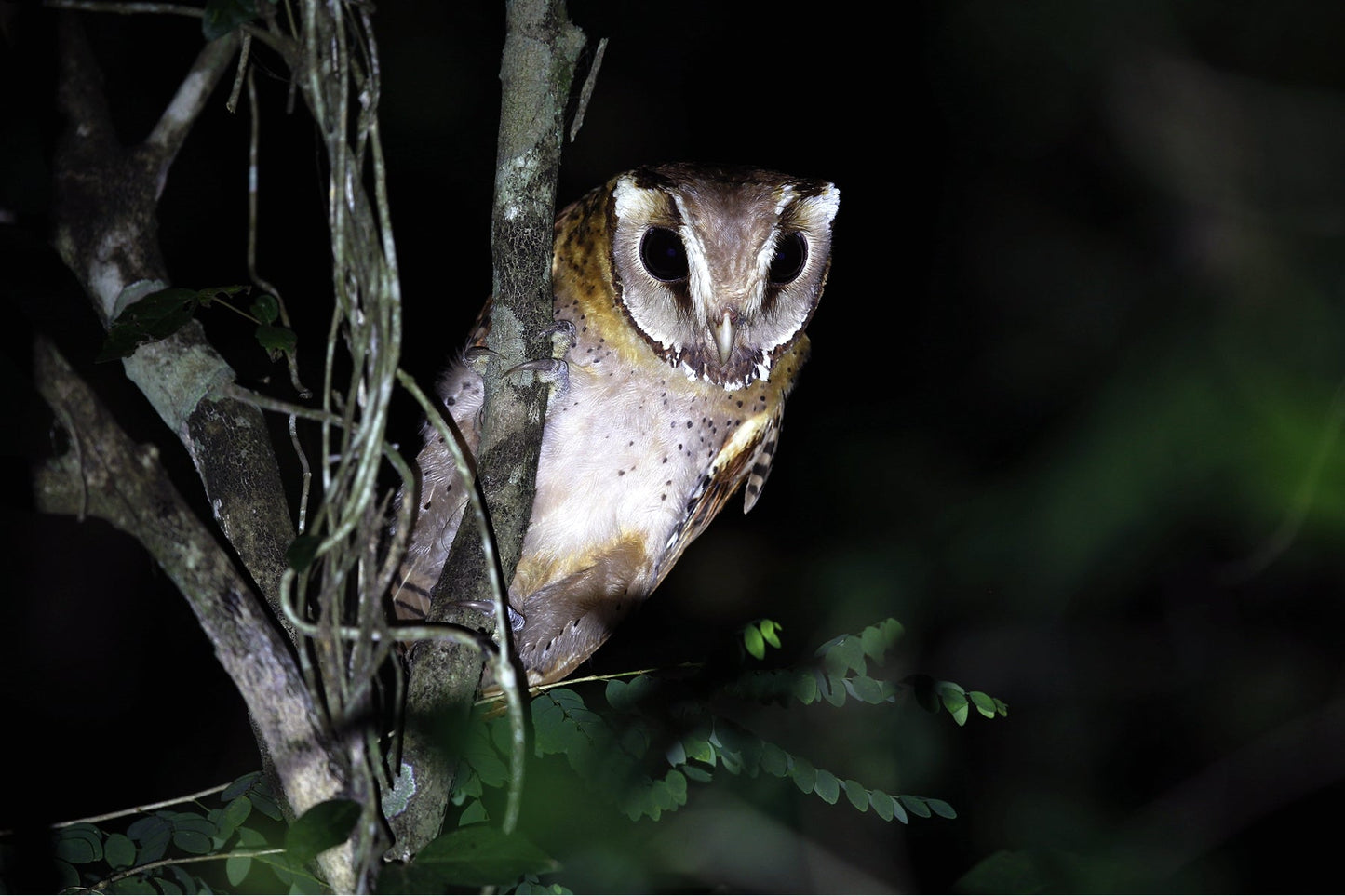 Oriental Bay Owl Nocturnal Asia Glossy Poster Picture Photo Print Banner Booma Prints