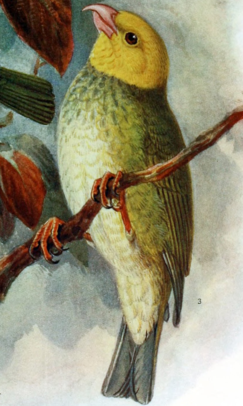 Extinct Oahu Honeycreeper Finch Bird Glossy Poster Picture Photo Print Banner Booma Prints