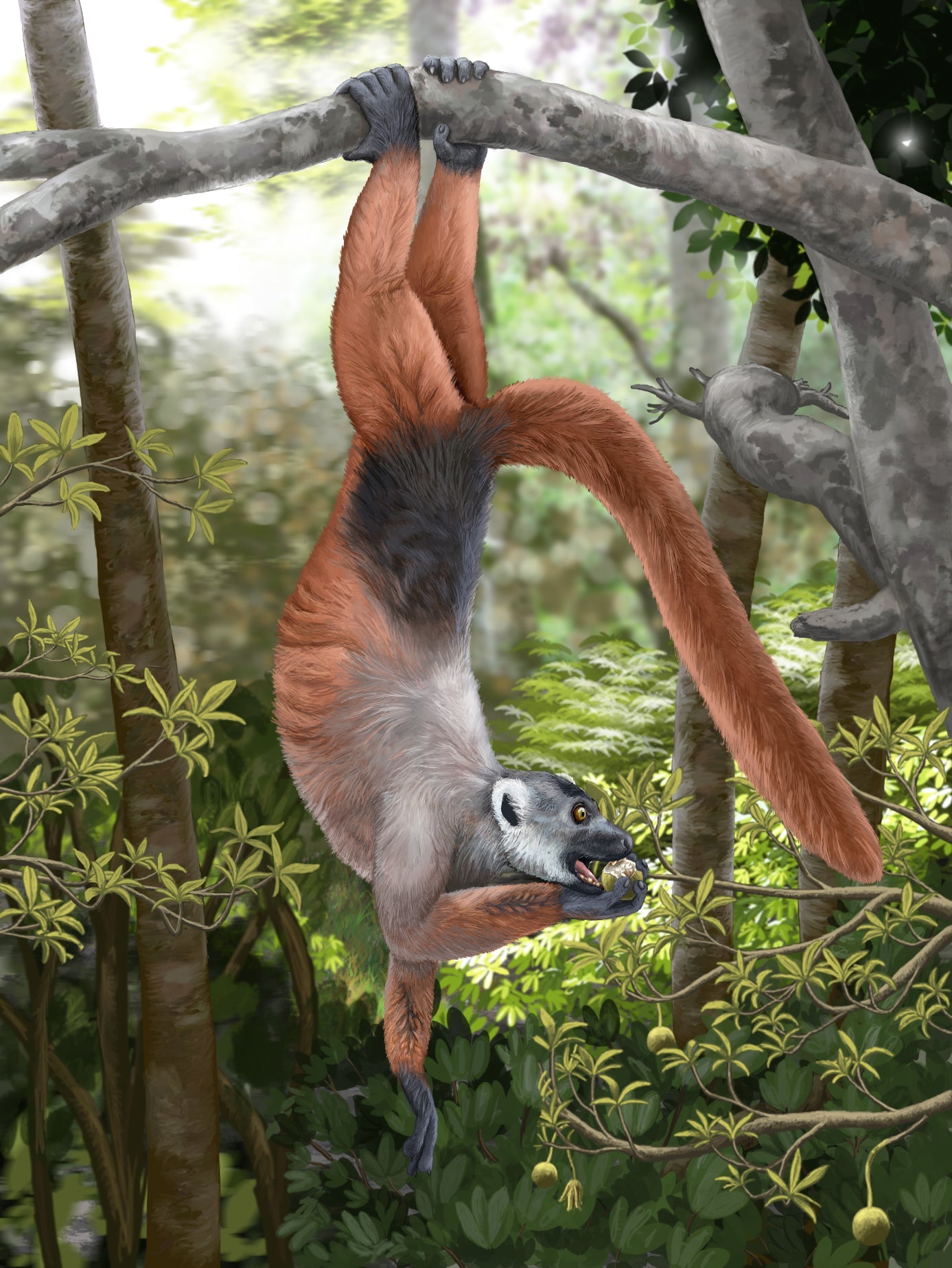 Extinct Pachylemur Gian Lemur Glossy Poster Picture Photo Print Banner Booma Prints