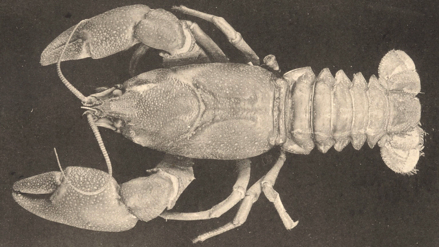 Extinct Pacifastacus Nigrescens Glossy Poster Picture Photo Print Banner Booma Prints