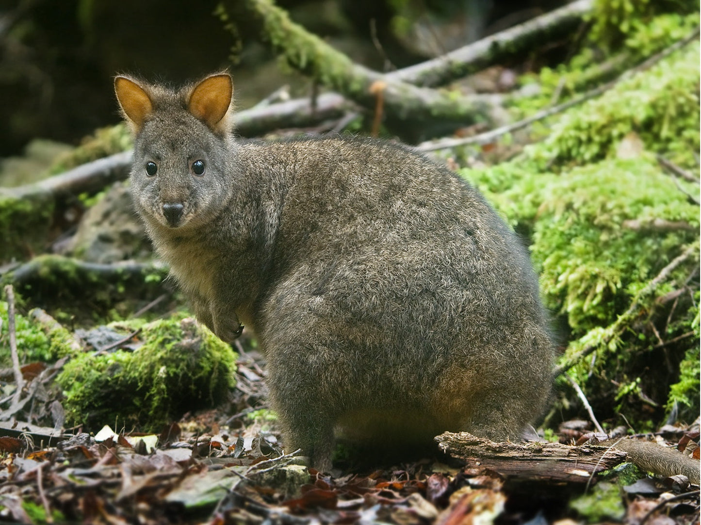 Pademelon Marsupial Australia Glossy Poster Picture Photo Print Banner Booma Prints
