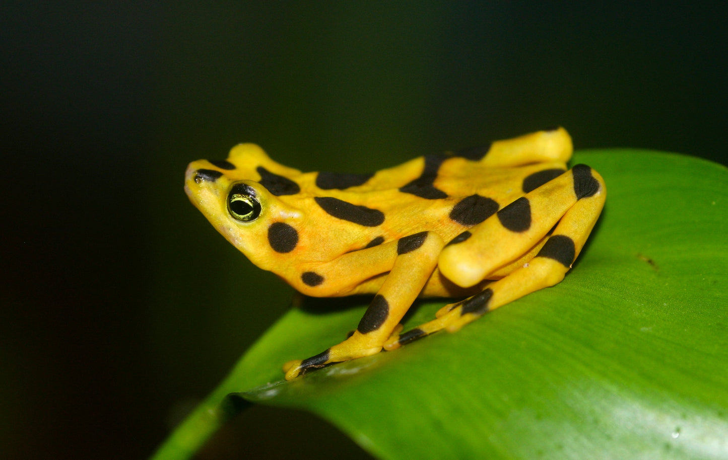 Panamanian Golden Frog Glossy Poster Picture Photo Print Banner Booma Prints